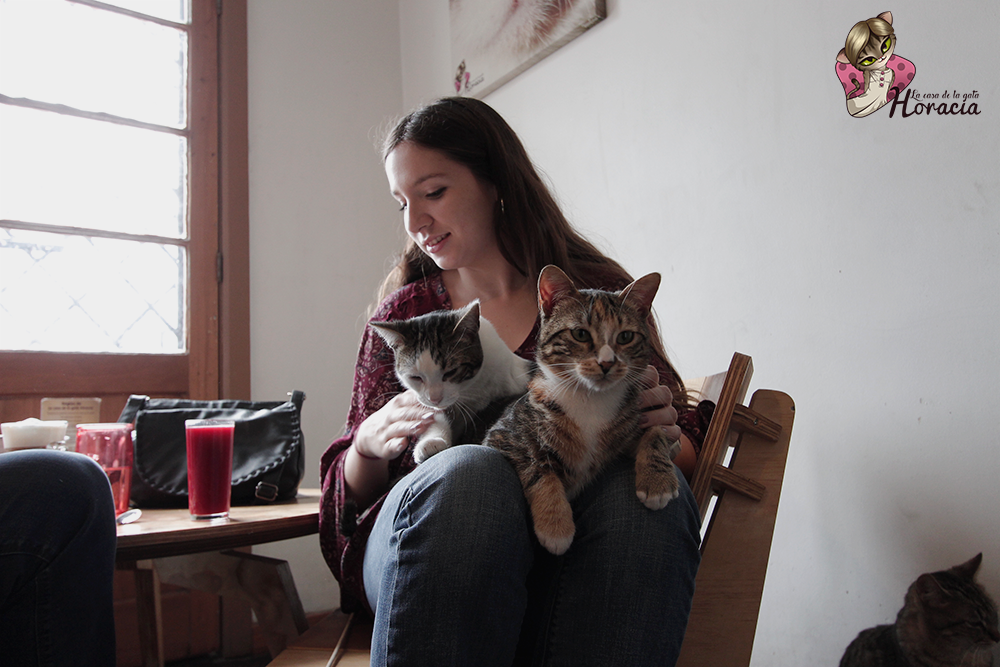  La casa de la Gata Horacia: amor entre felinos y humanos