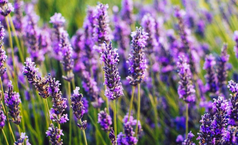  ¿Plantas en el domrmitorio?