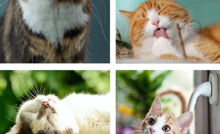  La alimentación es clave en gatos esterilizados