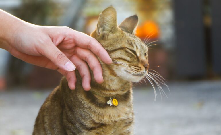  Formas de liberar oxitocina en gatos y reforzar los vínculos